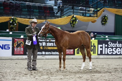 Bremen 2008 Yearling Open